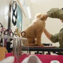 살롱드, 왈 이미지