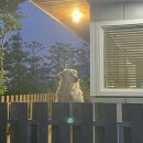 댕큐양양 이미지