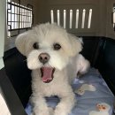 베베애견유치원 네이버블로그