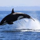 오르카수영 이미지