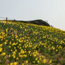 수선화 - 계양구 계산천동로 6 | 수선화