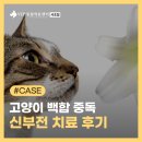 고양이 급성 신부전 원인, 백합 중독 치료 후기