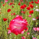 군산대 이삭토스트 이미지