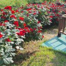 지에스25사천OK점 이미지