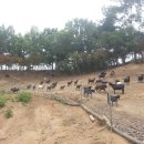 성업목장 이미지