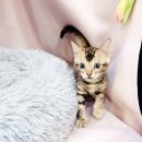 요미캣 고양이분양 일산점 네이버블로그