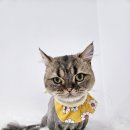 냥스터치 이미지