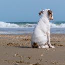 꼬리치는 강아지 이미지