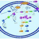 Re: Re: 활성산소의 지질(lipid) 손상에 대한 탐구!! 이미지