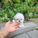 착한애견분양(원주점) 이미지