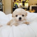 코코독(cocodog) 이미지