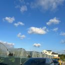 도안농장 | 대구근교 아이랑 샤인머스켓 체험농장 경산 쑥쑥농장