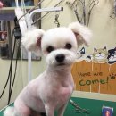 아지랑양이 이미지