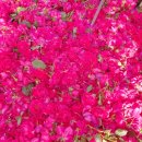 새하양세탁소 이미지