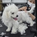 당진애견미용학원