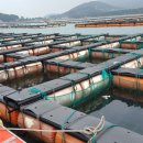 완도전복 이미지