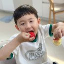 미니농장 | 어린이 건강간식 구야네농장 루비에스 미니사과 후기