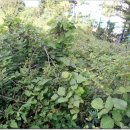 하신2리 이미지