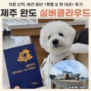 제주여객자동차주식회사 | 제주 완도 배편 실버클라우드 펫룸 후기 (펫 여권, 차량 선적)