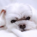 하나카동물병원 이미지