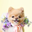 슈퍼바둑이 이미지