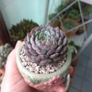 수연슈퍼 이미지