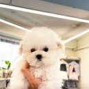 퍼피힐 강아지분양 이미지