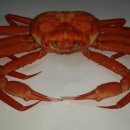 영덕특산물 이미지