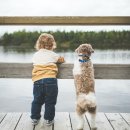 강아지풍경 이미지