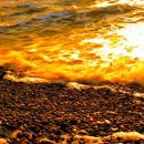 황금물결 이미지