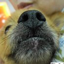 금빛동물병원 이미지