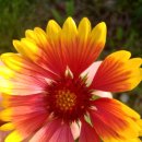 브니엘플라워 | 숙근 천인국 모종