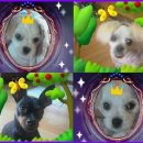 애견가족 이미지