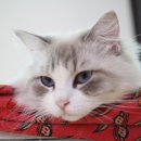 랙돌캐터리 이미지