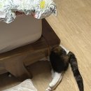 변수의과동물병원