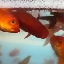 털보순대 이미지