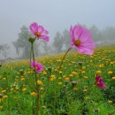 정읍구절초축제 이미지