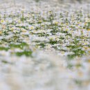 아침향기 이미지