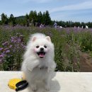 부신메디칼 | 울산 남구 에스동물메디컬센터 9살 강아지 건강검진 (+비용)