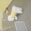 엉클독 애견유치원 이미지