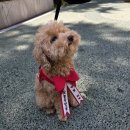 리본반려견 유치원 이미지