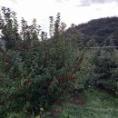 별꽃민박 이미지