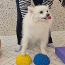 (개인)장기호 | 평택 소사벌 강아지 호텔링 유치원 프로그램까지 쉐이크테일 내돈내산 후기