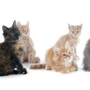 고양이발 이미지