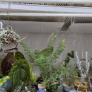 노가 | 경기도 고양시 노가든, 농장 방문 후기 인생 첫 아카시아 기네티 구매