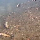 수영강 동천교 이미지