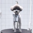 어니얼리 이미지