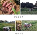 3가지 한박스 &#34;고구마&#34;10kg=＞한번에 3가지 맛을 본다.(호박.밤.하루까) 이미지