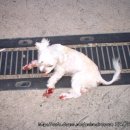 학동주유소 이미지