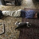 고양이나라 이미지